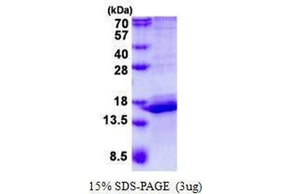 CALML3 Protein