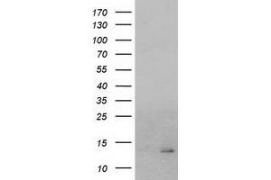 Image no. 2 for anti-Coiled-Coil-Helix-Coiled-Coil-Helix Domain Containing 5 (CHCHD5) antibody (ABIN1497491) (CHCHD5 antibody)