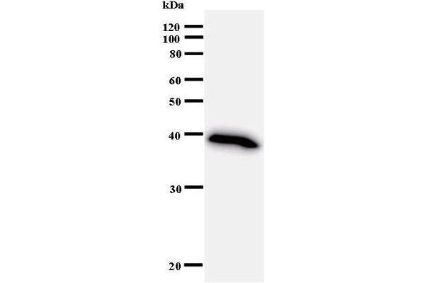 BRPF1 antibody