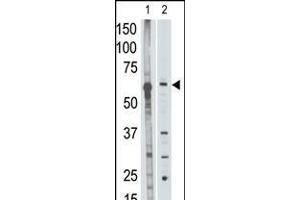 Antibody is used in Western blot to detect MMP25 in mouse liver tissue lysate (lane 1) and HL60 cell lysate (lane 2) lysate. (MMP25 antibody  (C-Term))