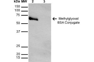 Western Blot analysis of Methylglyoxal-BSA Conjugate showing detection of 67 kDa Methylglyoxal-BSA using Mouse Anti-Methylglyoxal Monoclonal Antibody, Clone 9F11 . (Methylglyoxal (MG) antibody (PE))