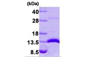 Figure annotation denotes ug of protein loaded and % gel used. (LGALS1/Galectin 1 Protein (AA 1-135))