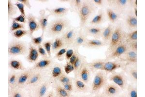 ICC testing of Prohibitin 2 antibody and A549 cells (Prohibitin 2 antibody  (Middle Region))