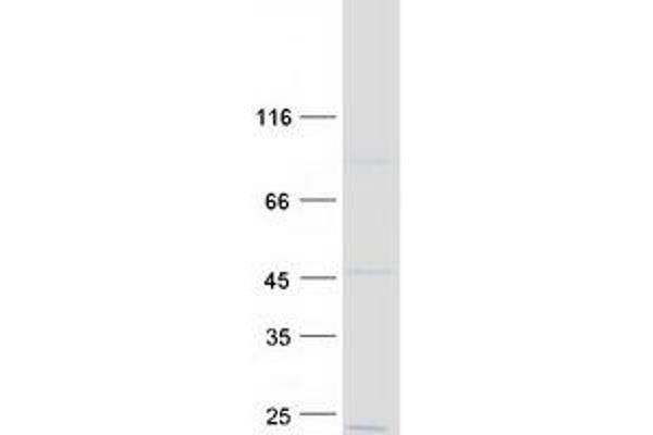 NDUFB7 Protein (Myc-DYKDDDDK Tag)