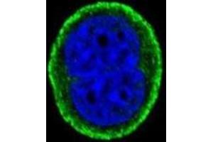 Immunofluorescence (IF) image for anti-Interleukin 10 Receptor, alpha (IL10RA) antibody (ABIN3003900) (IL-10RA antibody)