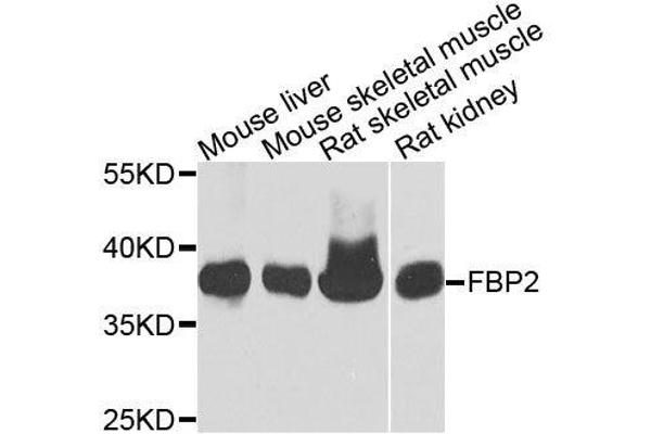 FBP2 antibody  (AA 1-339)