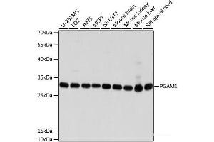 Western blot analysis of extracts of various cell lines using PGAM1 Polyclonal Antibody at dilution of 1:1000. (PGAM1 antibody)