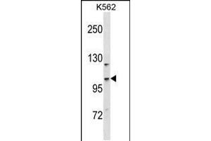 Western blot analysis in K562 cell line lysates (35ug/lane). (CC2D1A antibody  (N-Term))