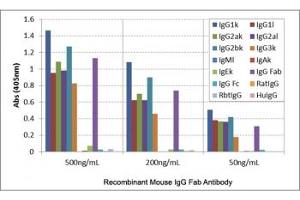 ELISA of mouse immunoglobulins shows the recombinant Mouse IgG Fab antibody reacts to the Fab region of mouse IgG1, IgG2a, IgG2b, and IgG3 (Recombinant Goat anti-Mouse IgG Antibody)