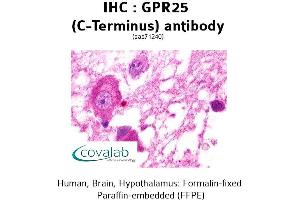 Image no. 1 for anti-G Protein-Coupled Receptor 25 (GPR25) (C-Term) antibody (ABIN1735034) (GPR25 antibody  (C-Term))