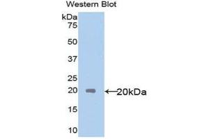 Western Blotting (WB) image for anti-Interleukin 18 (IL18) (AA 37-193) antibody (ABIN3201248) (IL-18 antibody  (AA 37-193))