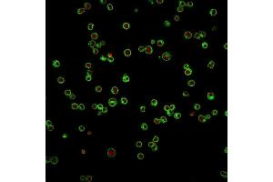 Immunofluorescence Analysis of Jurkat cells labeling CD3e with CD3e Mouse Monoclonal Antibody (UCHT1) followed by Goat anti-Mouse IgG-CF488 (Green). (CD3 epsilon antibody)