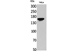 Western Blot analysis of HeLa cells using Jagged1 Polyclonal Antibody. (JAG1 antibody  (Internal Region))