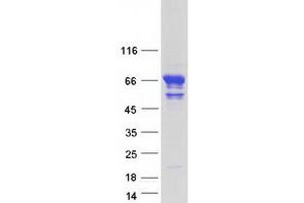 KLC4 Protein (Transcript Variant 2) (Myc-DYKDDDDK Tag)