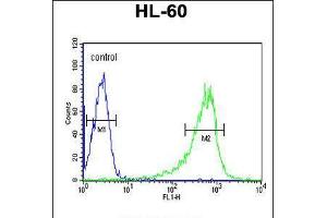 Flow cytometric analysis of HL-60 cells (right histogram) compared to a negative control cell (left histogram). (Phospholipase C beta 1 antibody  (C-Term))