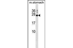 RC Antibody (N-term) (ABIN1881727 and ABIN2838837) western blot analysis in mouse stomach tissue lysates (35 μg/lane). (RAP2C antibody  (N-Term))