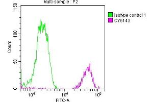 Flow Cytometry (FACS) image for anti-Far Upstream Element (FUSE) Binding Protein 1 (FUBP1) antibody (ABIN7127503)