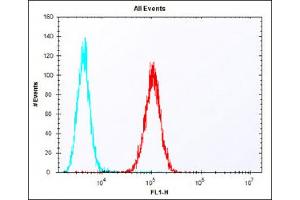 Overlay histogram showing F9 cells stained with (ABIN6243185 and ABIN6577831) (red line). (ERAS antibody  (N-Term))