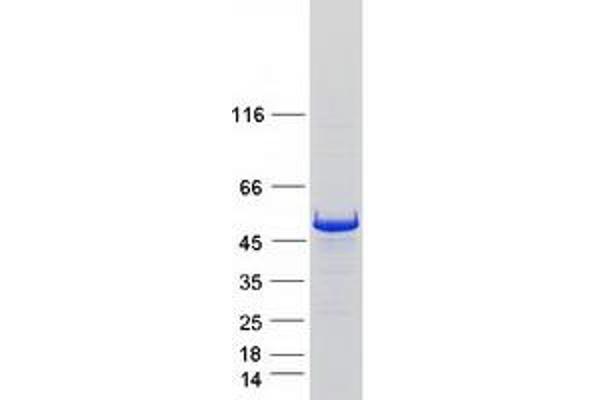 SMCR7L Protein (Myc-DYKDDDDK Tag)