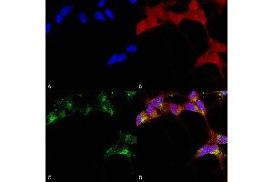 Immunocytochemistry/Immunofluorescence analysis using Mouse Anti-GABA-A Receptor Beta 3 Monoclonal Antibody, Clone N87/25 (ABIN2483487). (GABRA1 antibody  (AA 370-433) (APC))