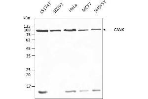 Western Blotting (WB) image for anti-Calnexin (CANX) (C-Term) antibody (DyLight 488) (ABIN7273048) (Calnexin antibody  (C-Term) (DyLight 488))