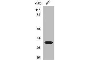 Western Blot analysis of HeLa cells using Siah-1/2 Polyclonal Antibody (SIAH1/2 antibody  (Internal Region))
