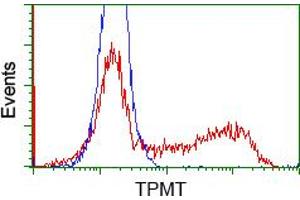 Image no. 1 for anti-Thiopurine S-Methyltransferase (TPMT) antibody (ABIN1501480) (TPMT antibody)