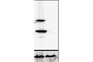 Western Blotting (WB) image for anti-Cathepsin D (CTSD) (C-Term) antibody (ABIN6254162) (Cathepsin D antibody  (C-Term))