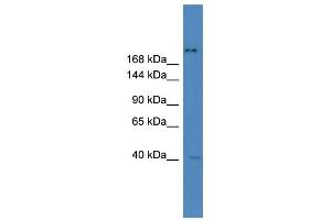 WB Suggested Anti-ZNF407 Antibody Titration:  0. (ZNF407 antibody  (Middle Region))