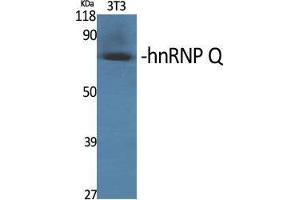 Western Blot (WB) analysis of specific cells using hnRNP Q Polyclonal Antibody. (SYNCRIP antibody  (Internal Region))