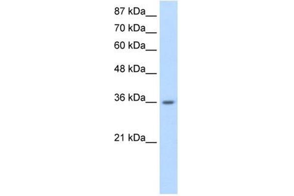 HNRNPA1L2 antibody  (N-Term)