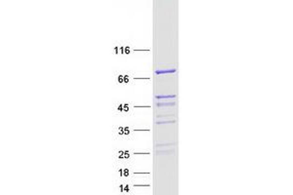 RAB11FIP5 Protein (Myc-DYKDDDDK Tag)