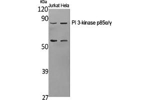 Western Blot analysis of Jurkat (1), Hela (2), diluted at 1:1000. (PI3K p85 alpha/gamma 抗体)