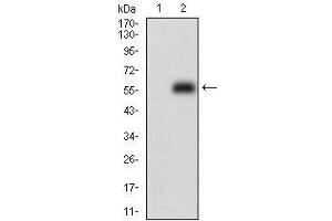 Western blot analysis using PPP1R1B mAb against HEK293 (1) and PPP1R1B (AA: 95-204)-hIgGFc transfected HEK293 (2) cell lysate. (DARPP32 antibody  (AA 95-204))