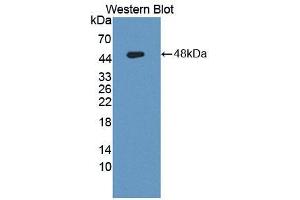 Figure. (PPHLN1 antibody  (AA 1-381))