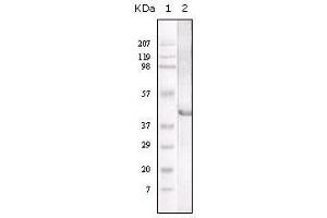 Western Blot showing LAL antibody used against LAL recombinant protein. (Lipase A antibody)