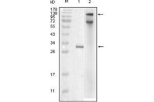 Western blot analysis using IKBKE mouse mAb against truncated IKBKE recombinant protein (1) and full-length IKBKE(aa1-716)-hIgGFc transfected COS7 cell lysate (2). (IKKi/IKKe antibody)