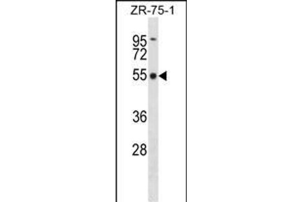 FBXO5 antibody  (AA 192-221)