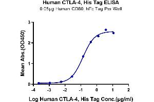 ELISA image for Cytotoxic T-Lymphocyte-Associated Protein 4 (CTLA4) (AA 36-161) protein (His tag) (ABIN7274435)