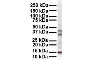 WB Suggested Anti-CITED2 antibody Titration: 1 ug/mL Sample Type: Human HepG2 (CITED2 antibody  (N-Term))