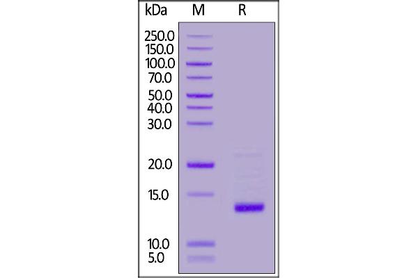 GDF2 Protein (AA 320-429)