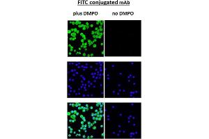 DMPO Immunofluorescence. (DMPO antibody (FITC))