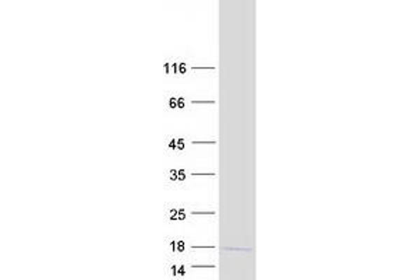 Lysozyme-Like 4 Protein (LYZL4) (Myc-DYKDDDDK Tag)