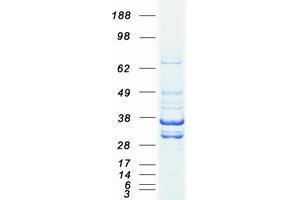 Validation with Western Blot (LDHB Protein (Myc-DYKDDDDK Tag))