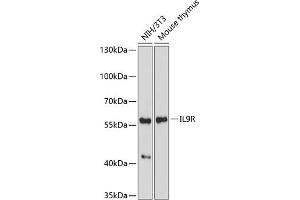 Western blot analysis of extracts of various cell lines, using IL9R antibody (ABIN7268006) at 1:1000 dilution. (IL9 Receptor antibody  (AA 50-150))