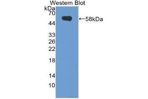 Western blot analysis of the recombinant protein. (NRP2 antibody  (AA 652-858))