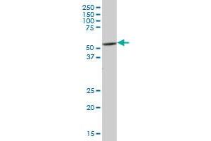 PTK6 MaxPab polyclonal antibody. (PTK6 antibody  (AA 1-451))