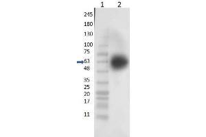 Western Blotting (WB) image for anti-Kruppel-Like Factor 4 (Gut) (KLF4) (N-Term) antibody (ABIN6655944)