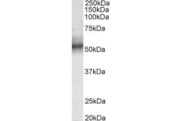 TRIM11 antibody  (AA 249-263)