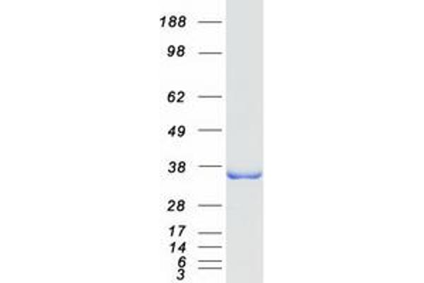 PSMG1 Protein (Transcript Variant 1) (Myc-DYKDDDDK Tag)